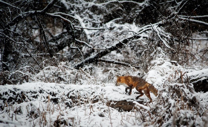 Fuchs im Winter